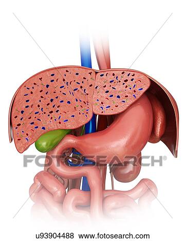 Cross section of the human liver, computer artwork. View Large Illustration Stock Illustration - Cross section of the human liver, computer artwork.. Fotosearch