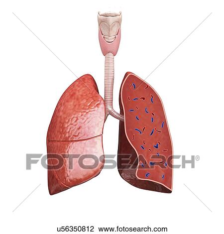 Cross section of the human lungs, computer illustration. View Large Illustration Drawing - Cross section of the human lungs, computer illustration.. Fotosearch