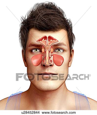 Cross section of the human nose anatomy, computer artwork. View Large Illustration Stock Illustration - Cross section of the human nose anatomy, computer artwork.. Fotosearch