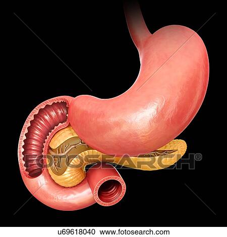 Cross section of the human pancreas and small intestine, computer illustration. View Large Illustration Clipart - Cross section of the human pancreas and small intestine, computer illustration.. Fotosearch