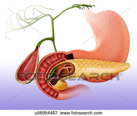 Cross section of the human pancreas and gall bladder, computer artwork. View Large Illustration Stock Illustration - Cross section of the human pancreas and gall bladder, computer artwork.. Fotosearch