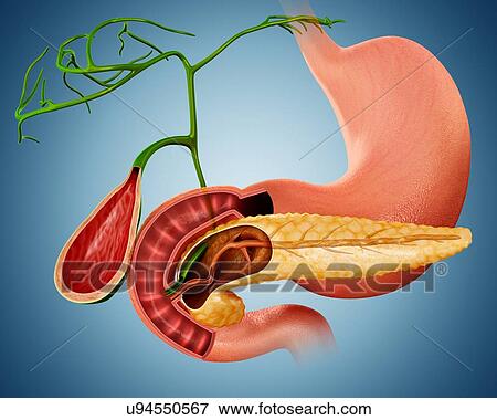 Stock Illustration - Cross section of the human pancreas and gall bladder, computer artwork.. Fotosearch