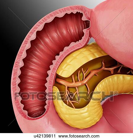 Cross section of the human pancreas, computer illustration. View Large Illustration Clip Art - Cross section of the human pancreas, computer illustration.. Fotosearch