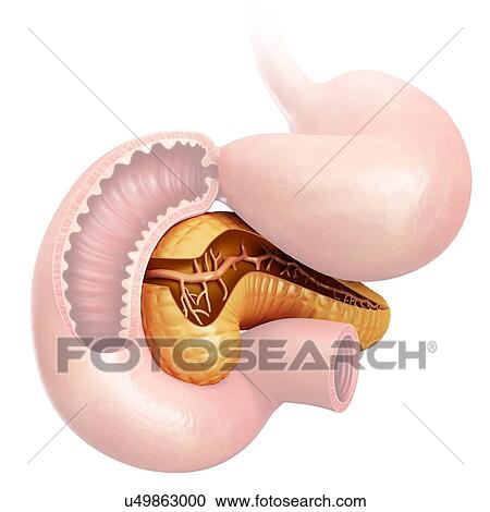Clipart - Cross section of the human pancreas, computer illustration.. Fotosearch
