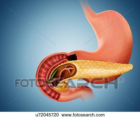 Cross section of the human pancreas, computer artwork. View Large Illustration Clipart - Cross section of the human pancreas, computer artwork.. Fotosearch