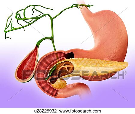 Drawing - Cross section of the human pancreas, computer illustration. Fotosearch