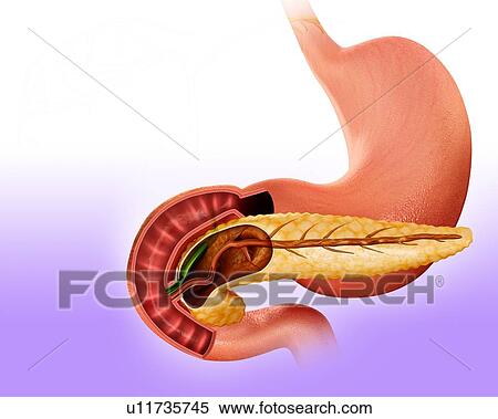 Cross section of the human pancreas, computer artwork. View Large Illustration Stock Illustration - Cross section of the human pancreas, computer artwork.. Fotosearch