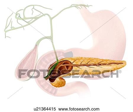 Cross section of the human pancreas, computer illustration. View Large Illustration Stock Illustration - Cross section of the human pancreas, computer illustration.. Fotosearch