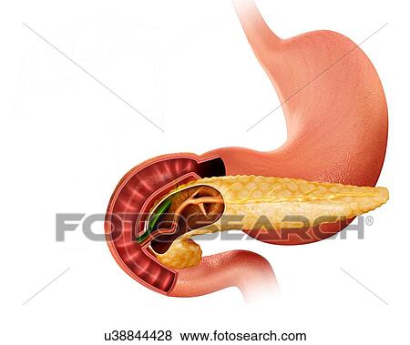 Stock Illustration - Cross section of the human pancreas, computer illustration. Fotosearch