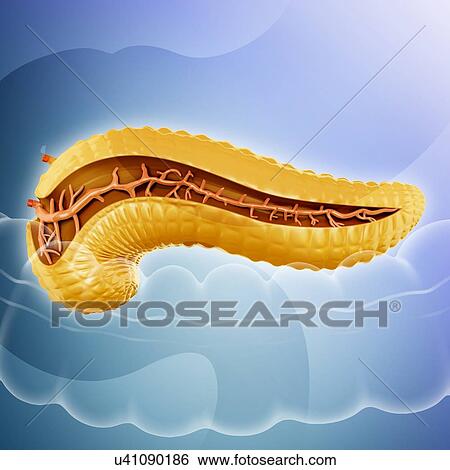 Stock Illustration - Cross section of the human pancreas, computer illustration.. Fotosearch
