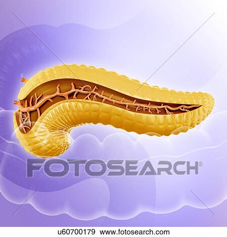 Stock Illustration - Cross section of the human pancreas, computer illustration.. Fotosearch