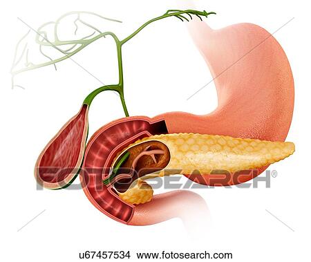 Cross section of the human pancreas, gall bladder and small intestine, computer illustration. View Large Illustration Stock Illustration - Cross section of the human pancreas, gall bladder and small intestine, computer illustration.. Fotosearch