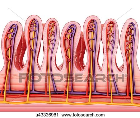 Cross section of the human small intestine wall, computer illustration. View Large Illustration Clip Art - Cross section of the human small intestine wall, computer illustration.. Fotosearch