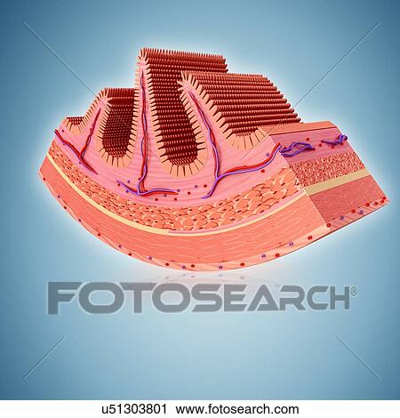Cross section of the human small intestine, computer illustration. View Large Illustration Clip Art - Cross section of the human small intestine, computer illustration.. Fotosearch
