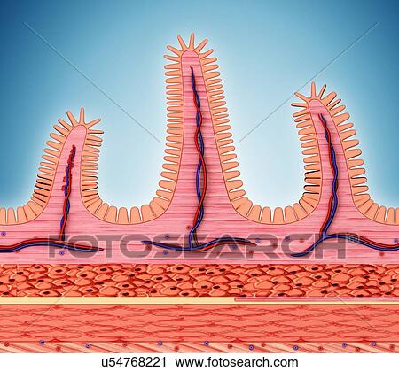 Cross section of the human small intestinal wall, computer artwork. View Large Illustration Clip Art - Cross section of the human small intestinal wall, computer artwork.. Fotosearch