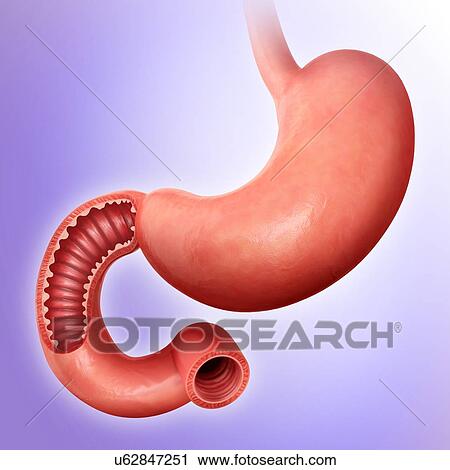 Clip Art - Cross section of the human small intestine, computer artwork.. Fotosearch