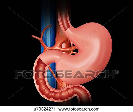 Clip Art - Cross section of the human small intestine and stomach, computer artwork.. Fotosearch