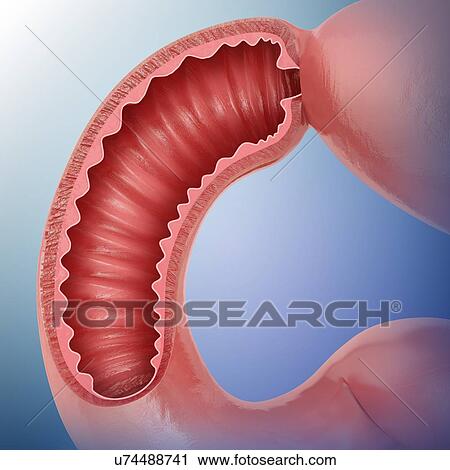 Cross section of the human small intestine, computer illustration. View Large Illustration Clip Art - Cross section of the human small intestine, computer illustration.. Fotosearch