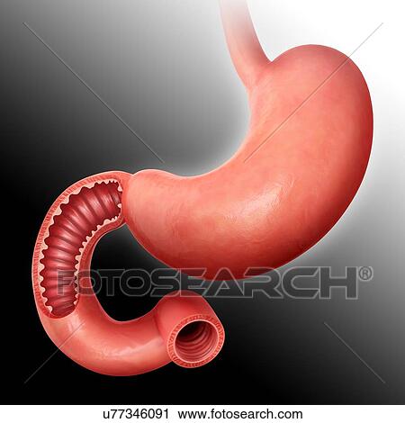 Clip Art - Cross section of the human small intestine and stomach, computer illustration.. Fotosearch