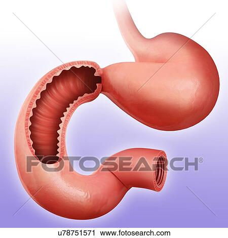 Cross section of the human small intestine, computer artwork. View Large Illustration Clip Art - Cross section of the human small intestine, computer artwork.. Fotosearch