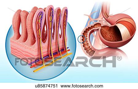 Clip Art - Cross section of the human small intestinal wall and stomach layers, computer artwork.. Fotosearch