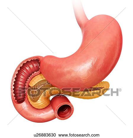 Cross section of the human small intestine and pancreas, computer illustration. View Large Illustration Clipart - Cross section of the human small intestine and pancreas, computer illustration.. Fotosearch