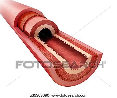 Cross section of the human small intestine, computer illustration. View Large Illustration Clipart - Cross section of the human small intestine, computer illustration.. Fotosearch