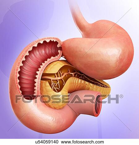 Clipart - Cross section of the human small intestine, pancreas and stomach, computer illustration.. Fotosearch