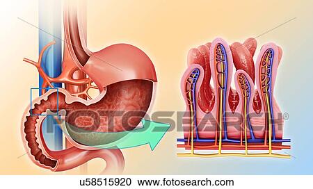Cross section of the human small intestine and the stomach, computer illustration. View Large Illustration Clipart - Cross section of the human small intestine and the stomach, computer illustration.. Fotosearch