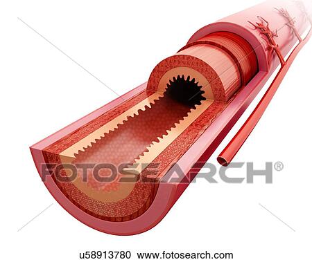 Cross section of the human small intestinal wall, computer artwork. View Large Illustration Clipart - Cross section of the human small intestinal wall, computer artwork.. Fotosearch