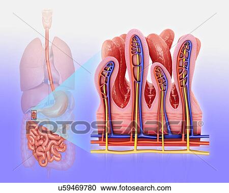 Clipart - Cross section of the human small intestinal wall, computer artwork.. Fotosearch