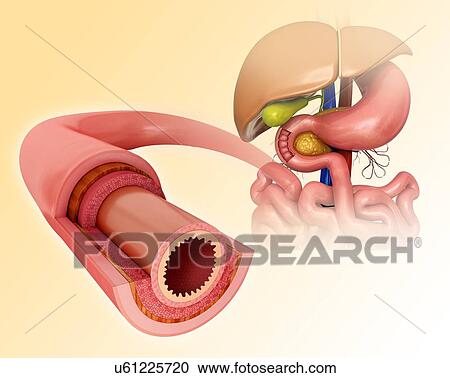 Clipart - Cross section of the human small intestinal wall, computer artwork.. Fotosearch