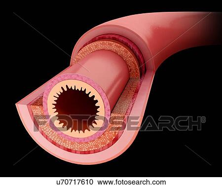 Cross section of the human small intestine, computer illustration. View Large Illustration Clipart - Cross section of the human small intestine, computer illustration.. Fotosearch