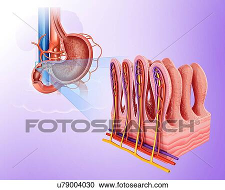 Clipart - Cross section of the human small intestinal wall, computer artwork.. Fotosearch