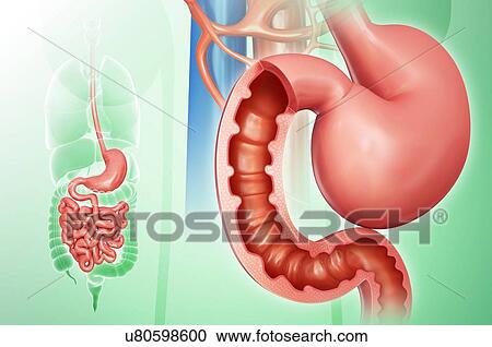 Cross section of the human small intestine and stomach, computer artwork. View Large Illustration Clipart - Cross section of the human small intestine and stomach, computer artwork.. Fotosearch