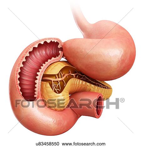 Clipart - Cross section of the human small intestine, pancreas and stomach, computer illustration.. Fotosearch