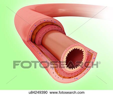 Cross section of the human small intestine, computer illustration. View Large Illustration Clipart - Cross section of the human small intestine, computer illustration.. Fotosearch