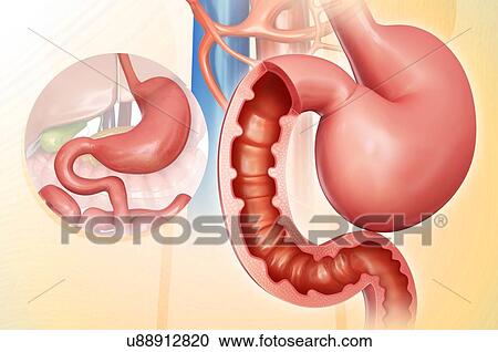 Cross section of the human small intestine and stomach, computer artwork. View Large Illustration Clipart - Cross section of the human small intestine and stomach, computer artwork.. Fotosearch