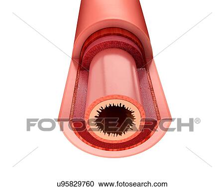 Cross section of the human small intestinal wall, computer artwork. View Large Illustration Clipart - Cross section of the human small intestinal wall, computer artwork.. Fotosearch