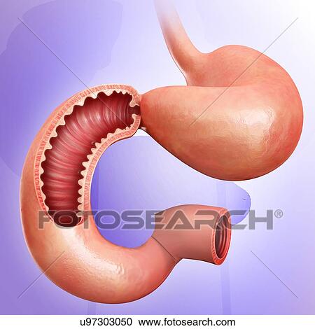 Cross section of the human small intestine and stomach, computer illustration. View Large Illustration Clipart - Cross section of the human small intestine and stomach, computer illustration.. Fotosearch