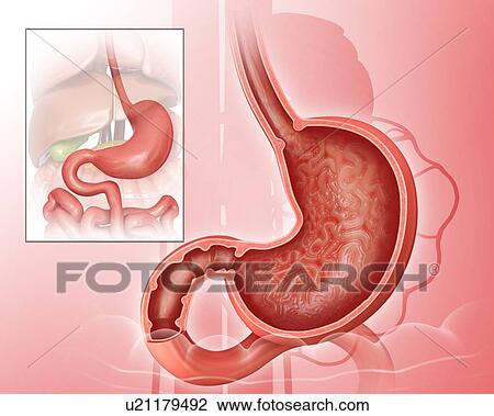 Drawing - Cross section of the human small intestine and stomach, computer artwork.. Fotosearch