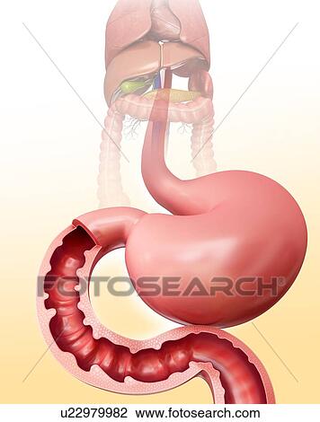 Cross section of the human small intestine and stomach, computer illustration. View Large Illustration Drawing - Cross section of the human small intestine and stomach, computer illustration.. Fotosearch