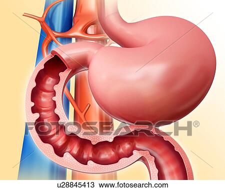 Drawing - Cross section of the human small intestine and stomach, computer artwork.. Fotosearch