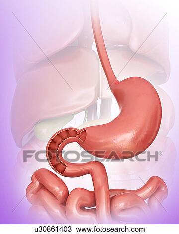 Cross section of the human small intestine and stomach, computer illustration. View Large Illustration Drawing - Cross section of the human small intestine and stomach, computer illustration.. Fotosearch