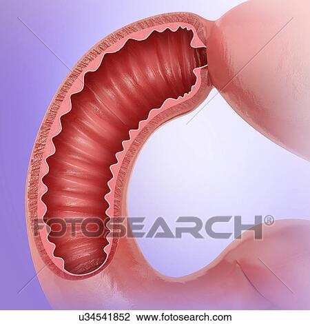 Drawing - Cross section of the human small intestine, computer illustration.. Fotosearch