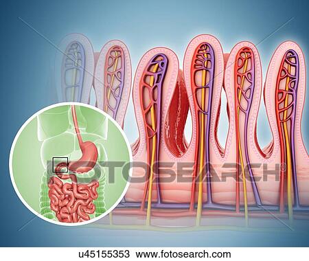 Cross section of the human small intestinal wall, computer artwork. View Large Illustration Drawing - Cross section of the human small intestinal wall, computer artwork.. Fotosearch