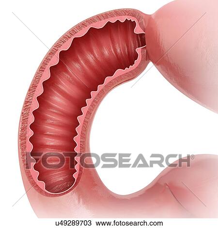 Cross section of the human small intestine, computer artwork. View Large Illustration Drawing - Cross section of the human small intestine, computer artwork.. Fotosearch