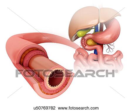 Drawing - Cross section of the human small intestinal wall, computer artwork.. Fotosearch