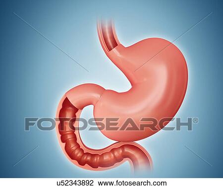 Drawing - Cross section of the human small intestine, computer artwork.. Fotosearch