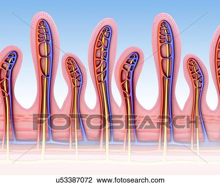 Cross section of the human small intestinal wall, computer illustration. View Large Illustration Drawing - Cross section of the human small intestinal wall, computer illustration.. Fotosearch